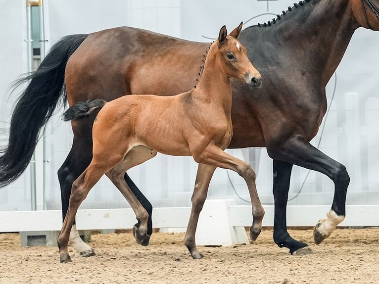 Westphalian Mare Foal (06/2024) Brown in Münster-Handorf