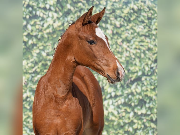 Westphalian Mare  Brown in Münster-Handorf