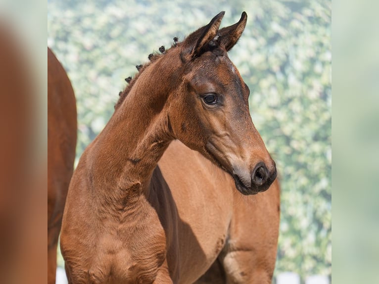 Westphalian Mare  Brown in Münster-Handorf