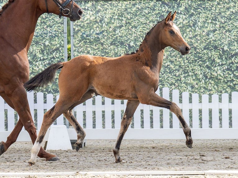 Westphalian Mare  Brown in M&#xFC;nster Handorf