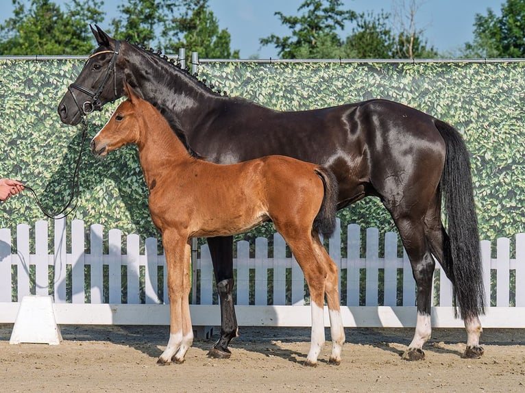 Westphalian Mare  Brown in M&#xFC;nster Handorf