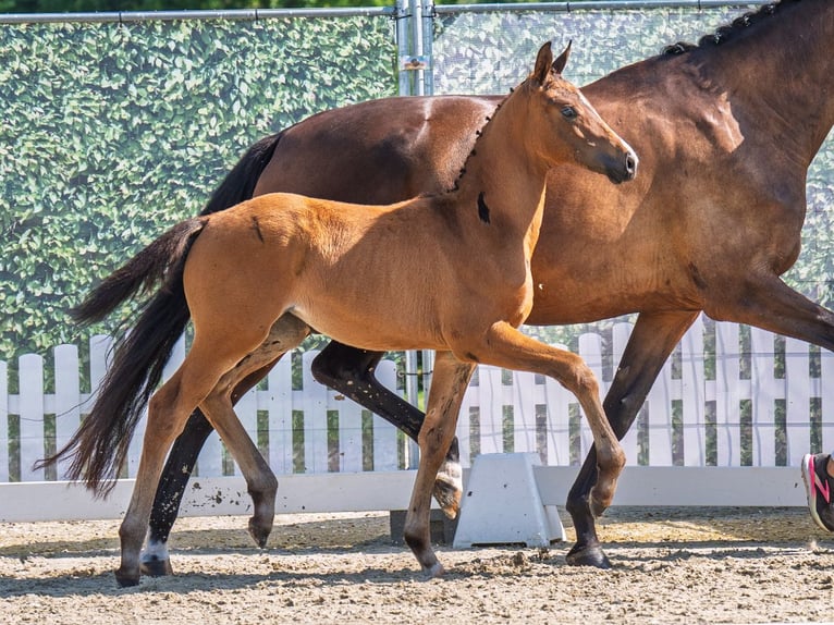 Westphalian Mare  Brown in M&#xFC;nster Handorf