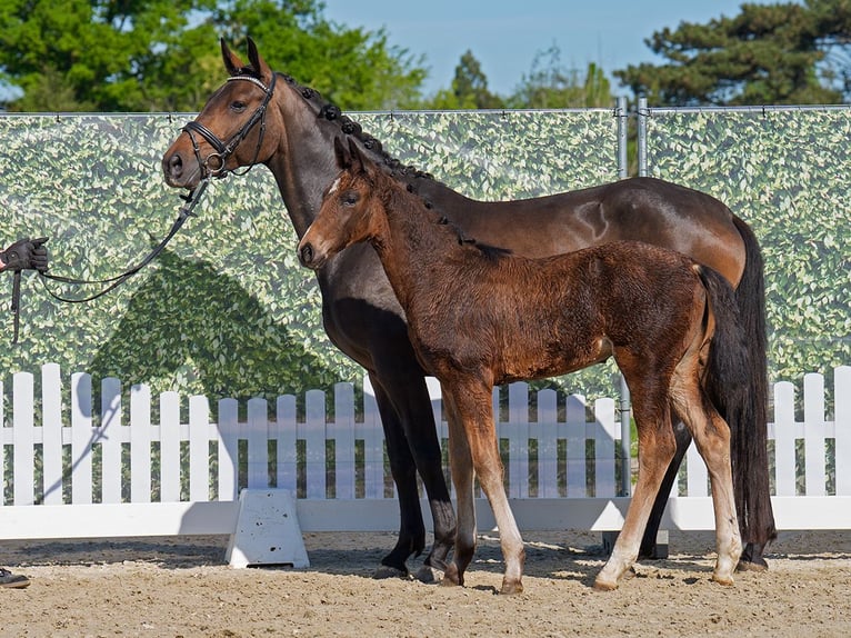 Westphalian Mare  Brown in Münster-Handorf