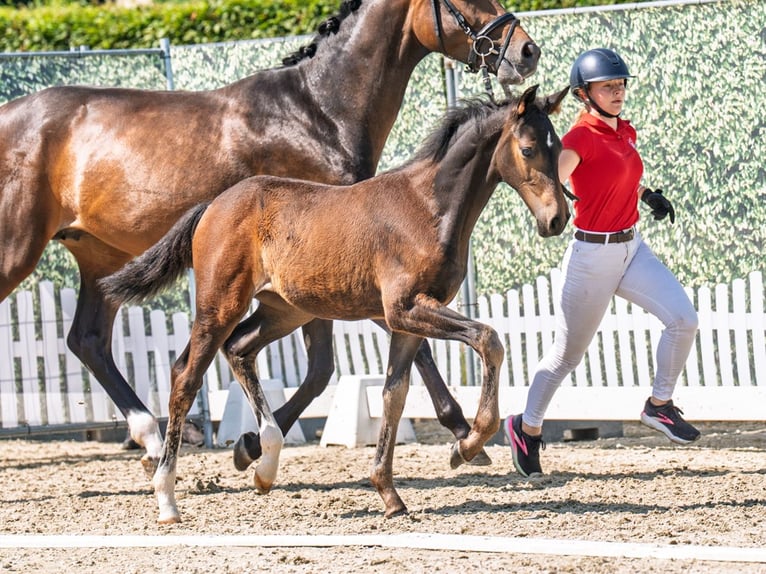 Westphalian Mare  Brown in M&#xFC;nster Handorf