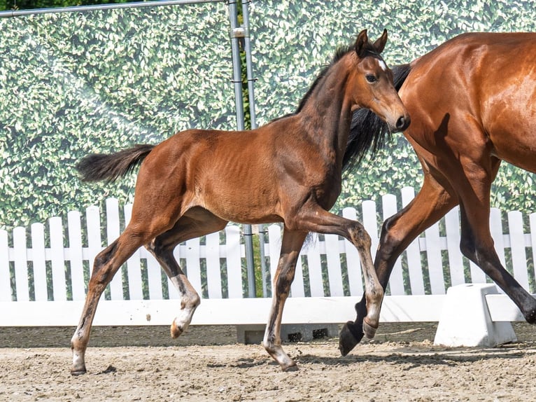 Westphalian Mare  Brown in M&#xFC;nster Handorf