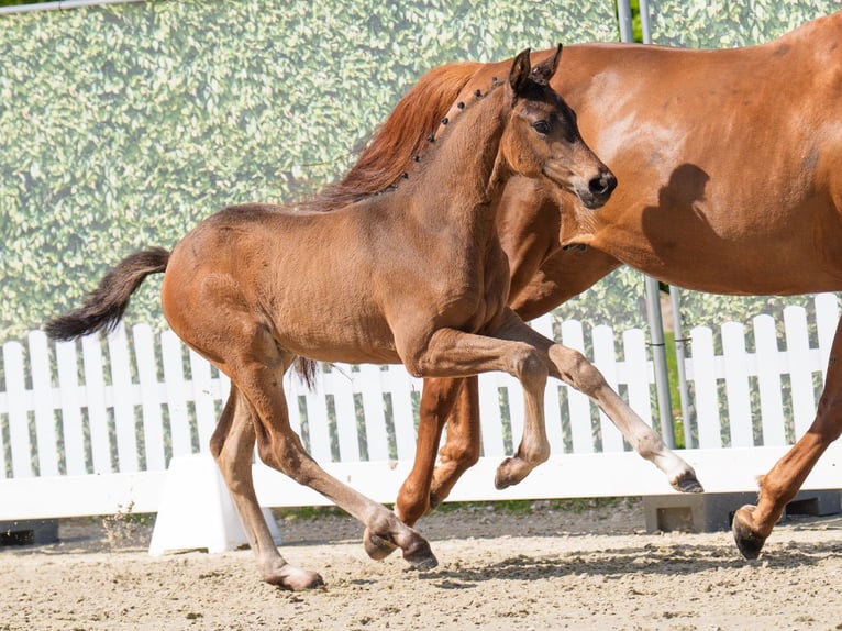 Westphalian Mare  Brown in Münster-Handorf