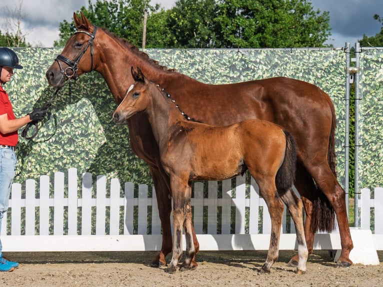 Westphalian Mare  Brown in M&#xFC;nster Handorf