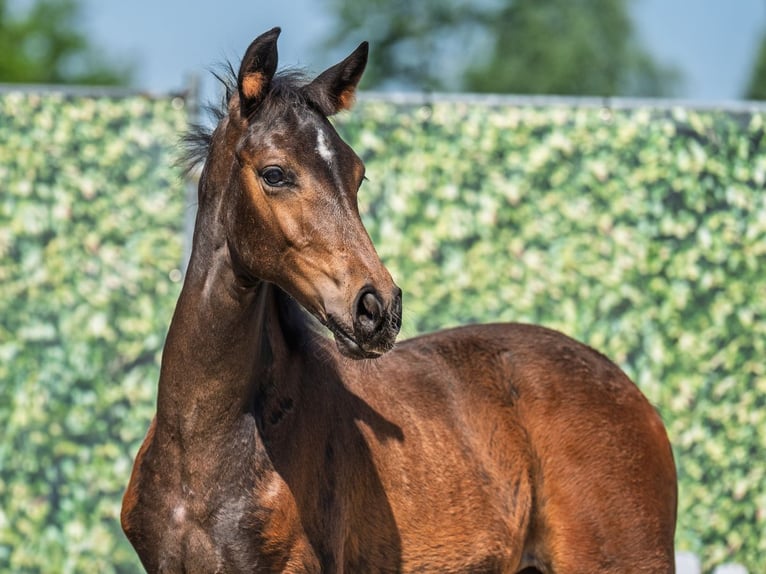 Westphalian Mare  Brown in M&#xFC;nster Handorf