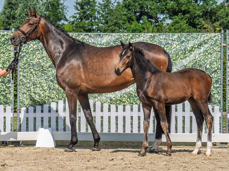 Westphalian Mare  Brown in M&#xFC;nster Handorf