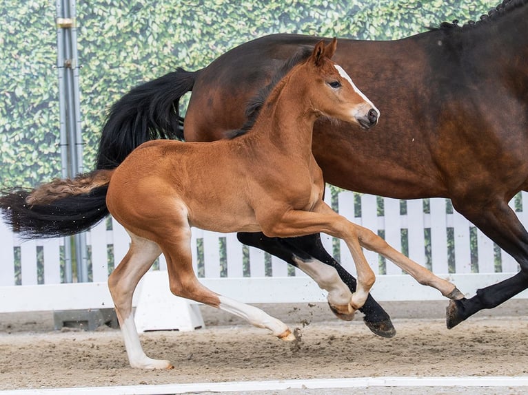 Westphalian Mare Foal (02/2026) Brown in Münster-Handorf