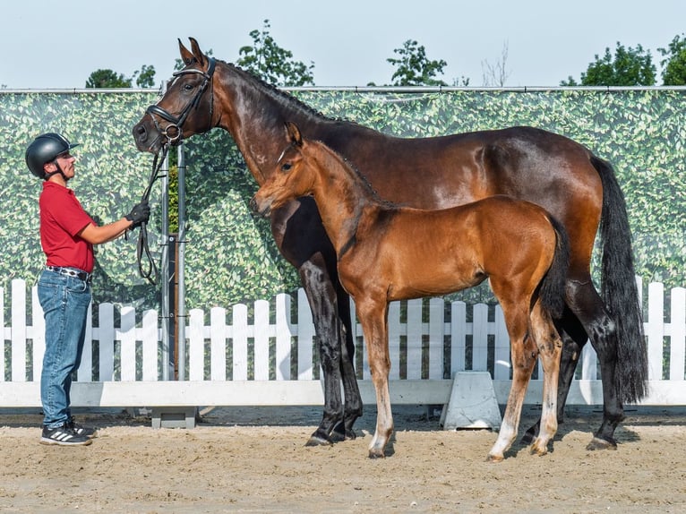 Westphalian Mare Foal (05/2025) Brown in M&#xFC;nster-Handorf