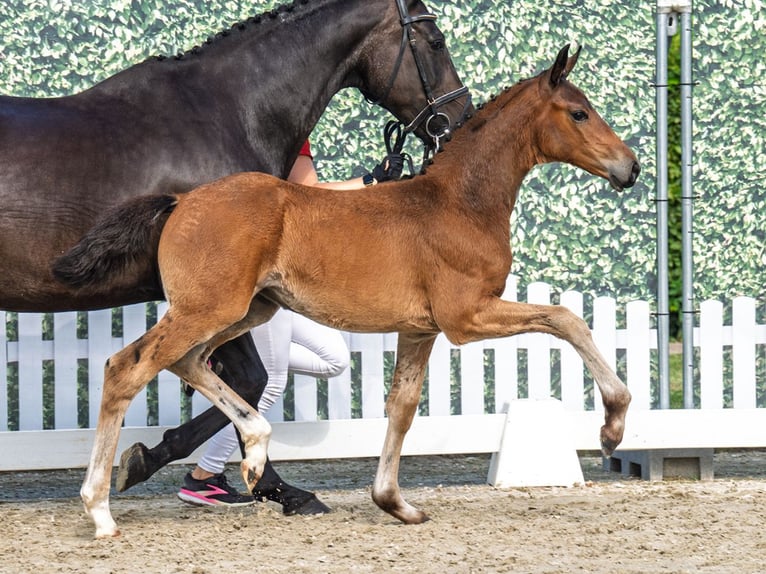 Westphalian Mare  Brown in M&#xFC;nster Handorf