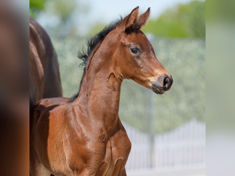 Westphalian Mare  Brown in Münster-Handorf