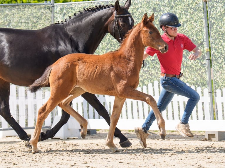 Westphalian Mare  Brown in Münster-Handorf