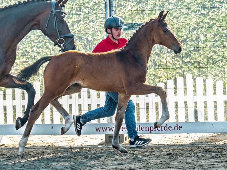Westphalian Mare Foal (05/2025) Brown in M&#xFC;nster-Handorf