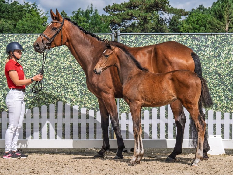 Westphalian Mare  Brown in M&#xFC;nster Handorf