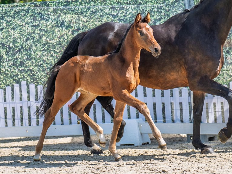 Westphalian Mare  Brown in M&#xFC;nster Handorf