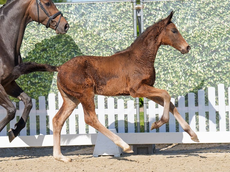 Westphalian Mare  Brown in Münster-Handorf