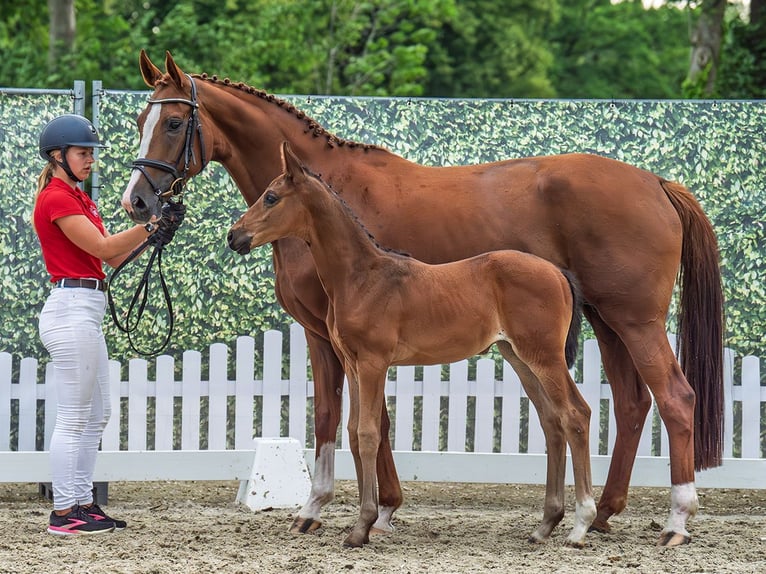 Westphalian Mare  Brown in M&#xFC;nster Handorf