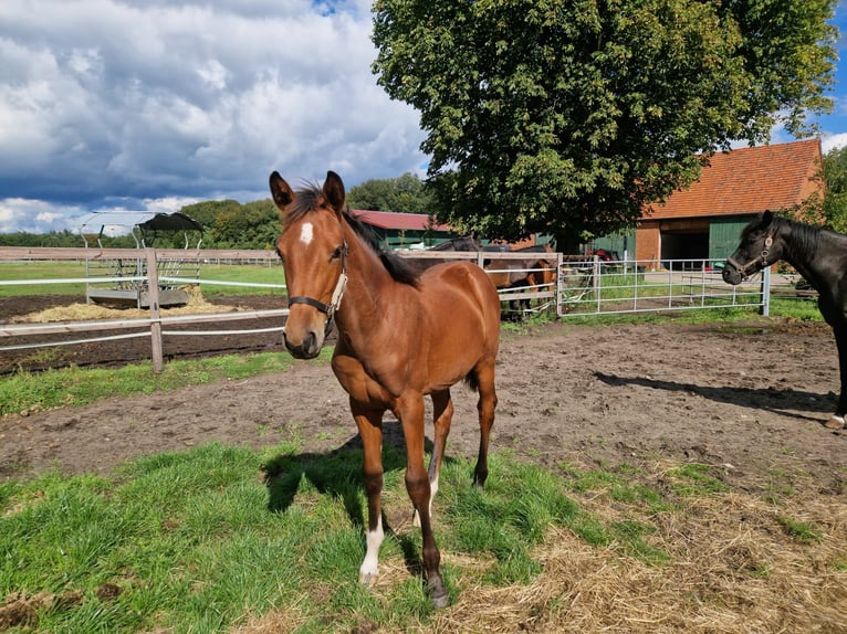 Westphalian Mare Foal (02/2024) Brown in Münster-Handorf