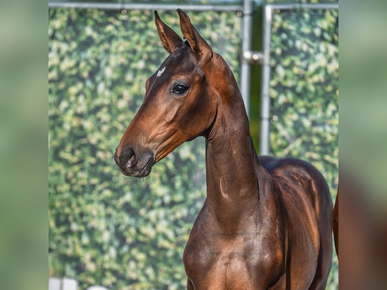 Westphalian Mare Foal (05/2025) Brown in M&#xFC;nster-Handorf