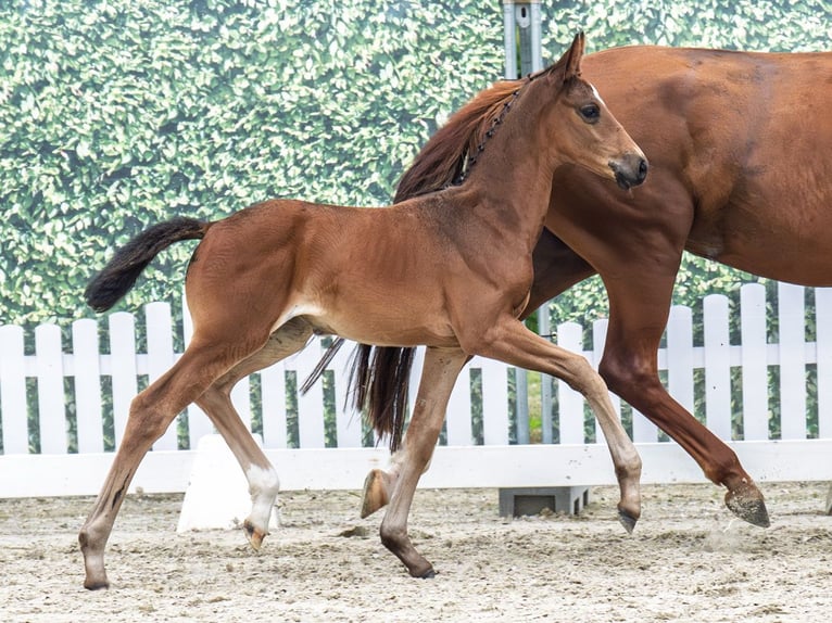 Westphalian Mare  Brown in M&#xFC;nster Handorf