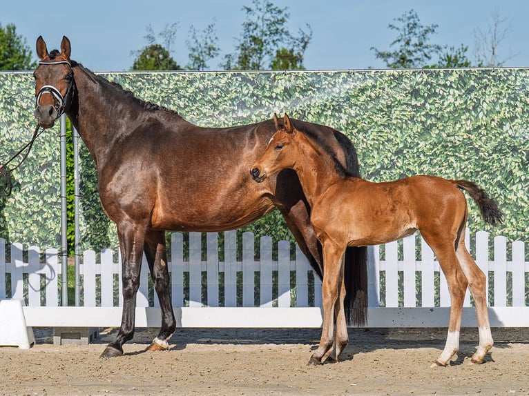 Westphalian Mare  Brown in M&#xFC;nster Handorf