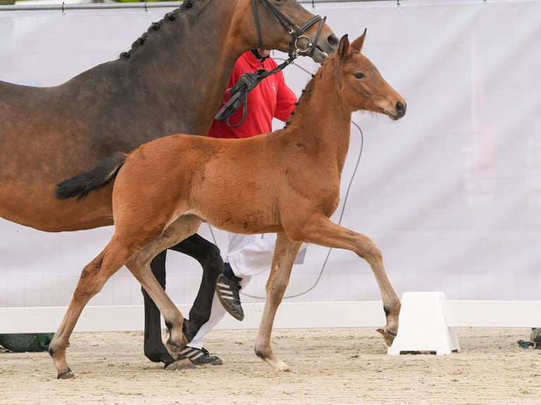 Westphalian Mare Foal (02/2024) Brown in Münster-Handorf