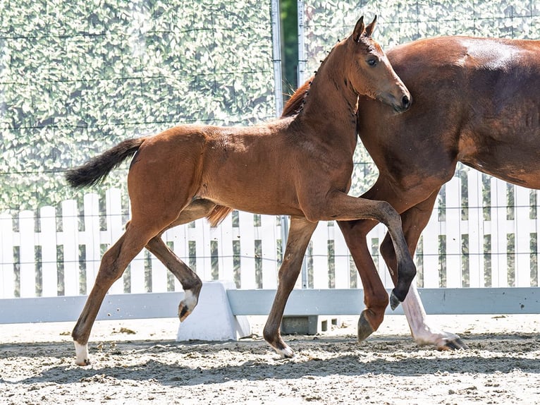 Westphalian Mare  Brown in M&#xFC;nster Handorf