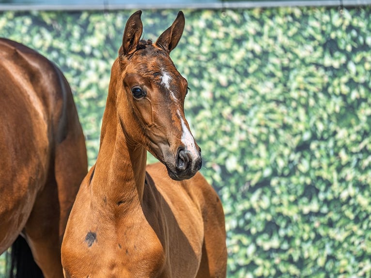 Westphalian Mare  Brown in M&#xFC;nster Handorf