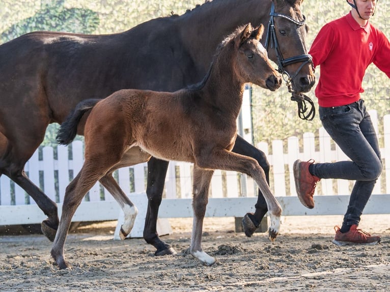 Westphalian Mare Foal (02/2026) Brown in Münster-Handorf