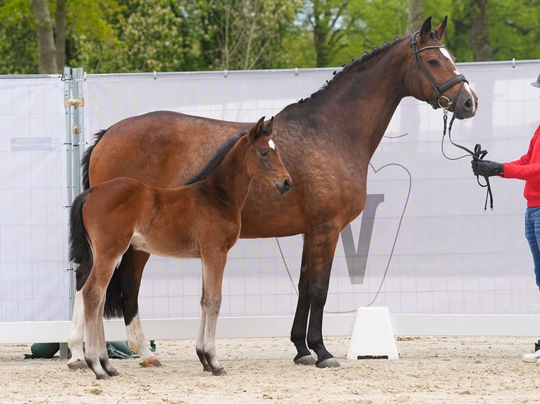 Westphalian Mare Foal (03/2024) Brown in Münster-Handorf