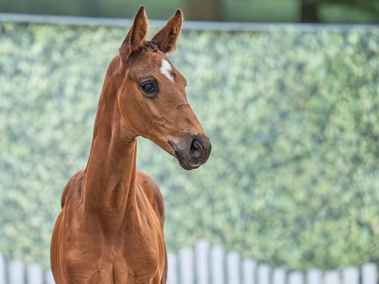 Westphalian Mare  Brown in M&#xFC;nster Handorf