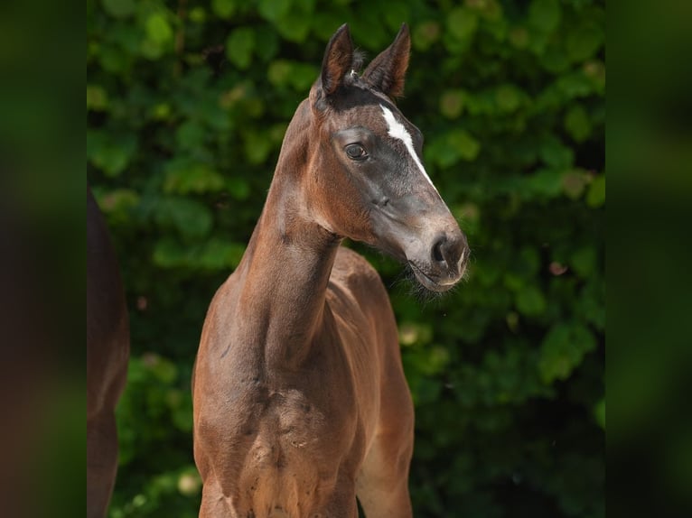 Westphalian Mare Foal (04/2024) Brown in Münster-Handorf