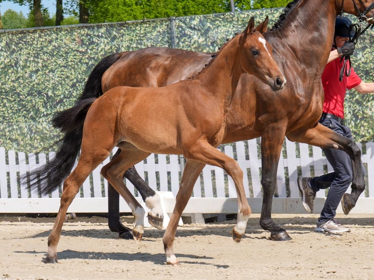 Westphalian Mare  Brown in Münster-Handorf