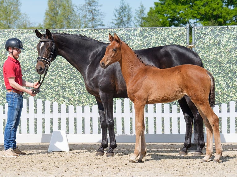 Westphalian Mare  Brown in Münster-Handorf