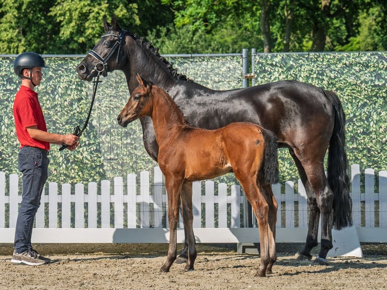 Westphalian Mare  Brown in M&#xFC;nster Handorf