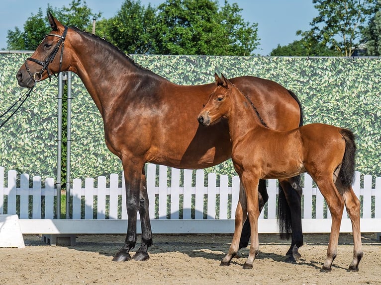 Westphalian Mare  Brown in M&#xFC;nster Handorf