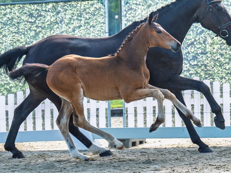 Westphalian Mare  Brown in M&#xFC;nster Handorf