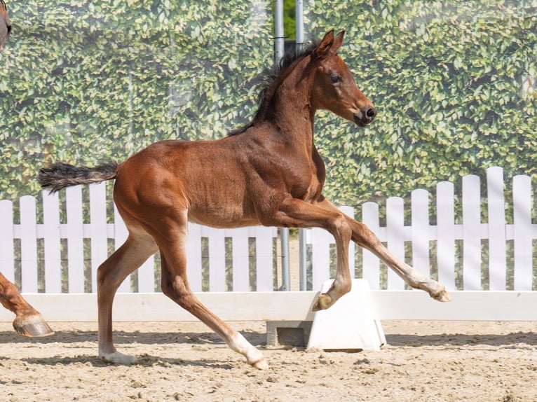 Westphalian Mare  Brown in Münster-Handorf
