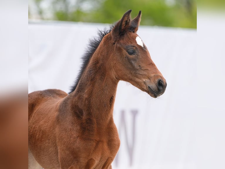 Westphalian Mare Foal (03/2024) Brown in Münster-Handorf