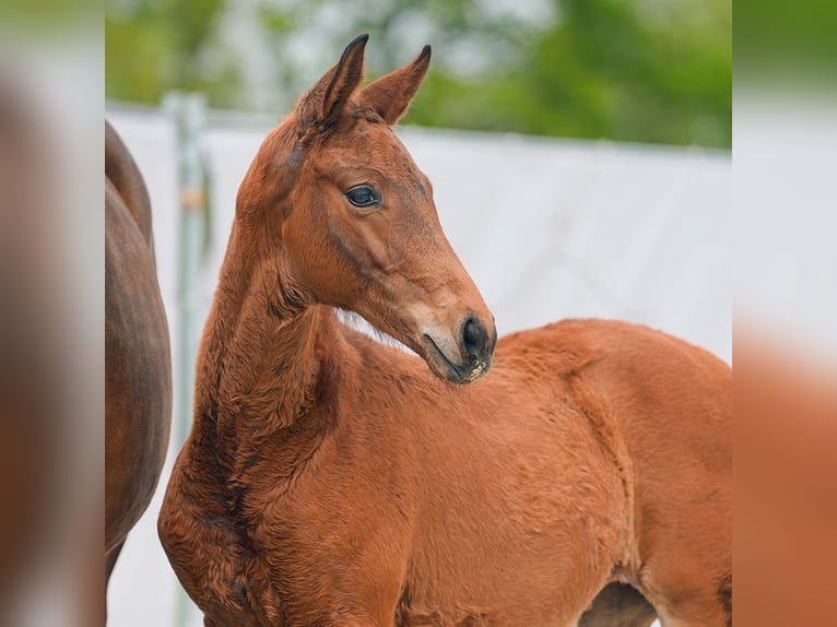 Westphalian Mare Foal (02/2024) Brown in Münster-Handorf