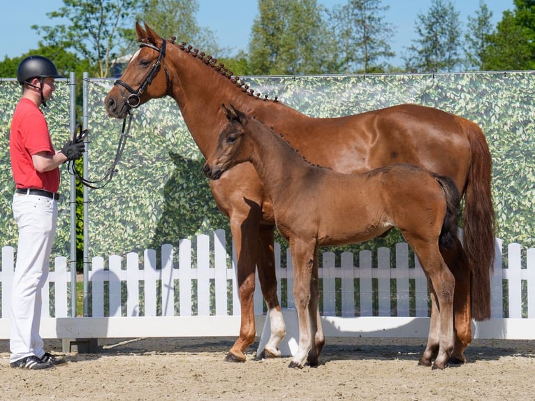 Westphalian Mare  Brown in Münster-Handorf