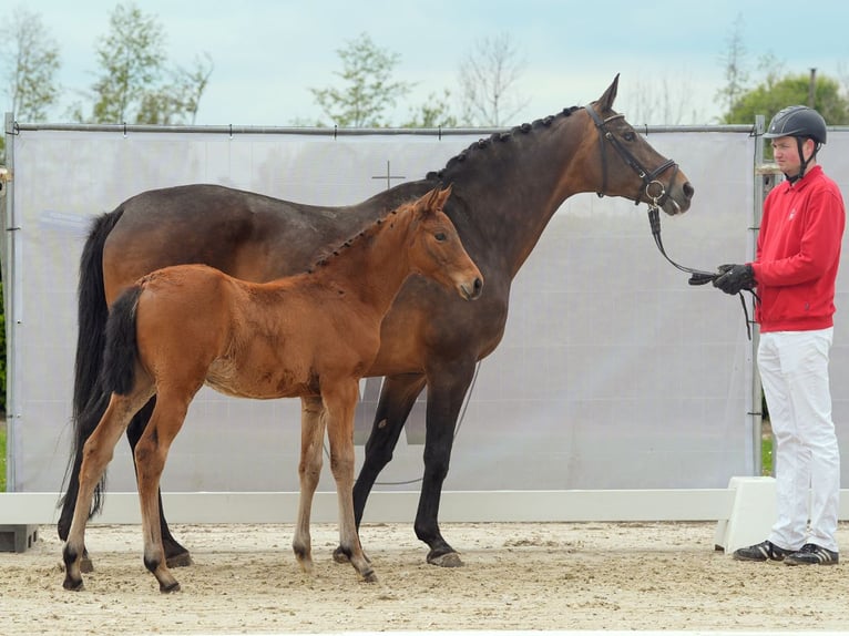 Westphalian Mare Foal (02/2024) Brown in Münster-Handorf