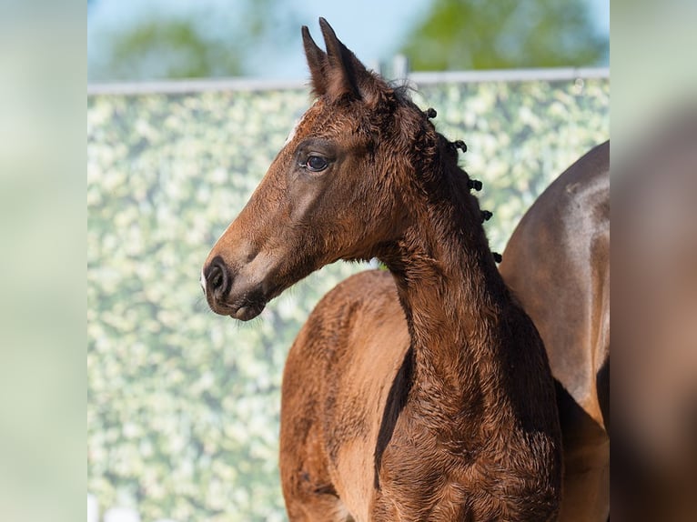 Westphalian Mare  Brown in Münster-Handorf