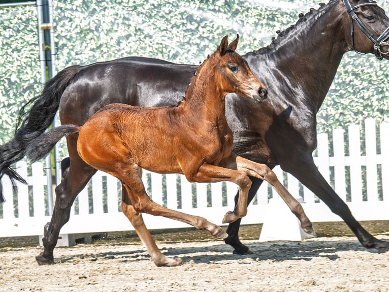 Westphalian Mare  Brown in M&#xFC;nster Handorf