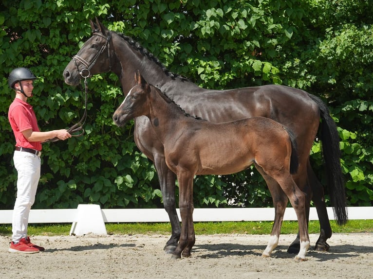 Westphalian Mare Foal (04/2024) Brown in Münster-Handorf