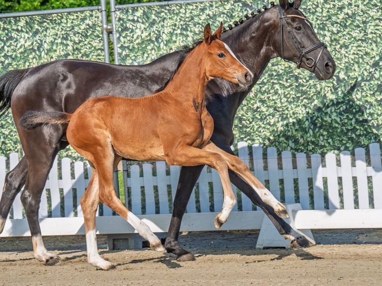 Westphalian Mare  Brown in M&#xFC;nster Handorf