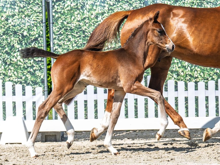 Westphalian Mare  Brown in M&#xFC;nster Handorf