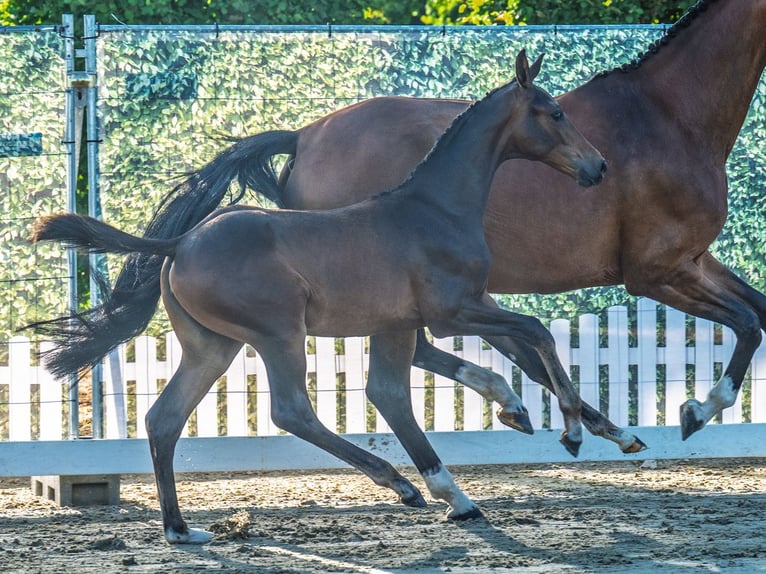 Westphalian Mare Foal (05/2025) Brown in M&#xFC;nster-Handorf